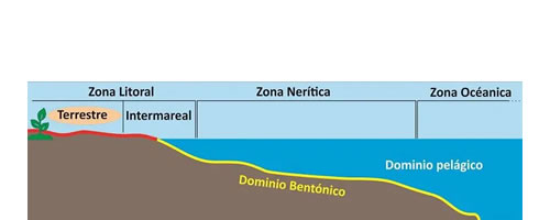 Corte del océano con los diferentes nombres de la distancia a la costa.